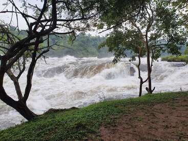Powerful river rapids rush through a lush, green landscape. Trees frame the scene, their branches arching over the churning, foamy water and grassy riverbank.