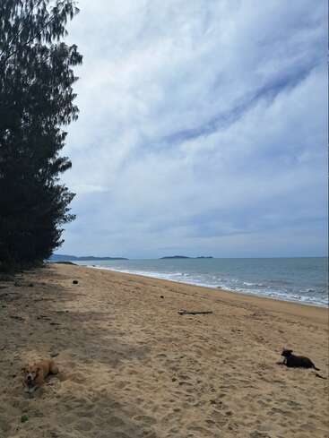 A peaceful, empty beach under cloudy skies. Two dogs are lying on the sand near the shore. Trees line the left side, and islands appear in the distance.