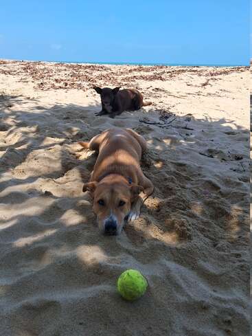 Zwei Hunde entspannen sich an einem Sandstrand unter strahlend blauem Himmel. Der eine Hund liegt ganz nah an der Kamera und starrt auf einen Tennisball, während der andere sich dahinter ausruht.