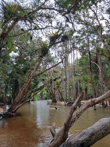 A tranquil river flows gently through a lush forest, surrounded by tall trees with ferns growing on branches, creating a serene and natural tropical landscape scene.