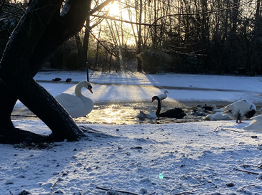 Schwäne und Enten versammeln sich bei Sonnenaufgang auf einem teilweise zugefrorenen Teich, umgeben von schneebedecktem Boden und Bäumen, die eine ruhige und winterliche Naturlandschaft schaffen.