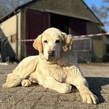 Un vieux labrador retriever de grande taille, au pelage crème, est confortablement allongé sur une dalle de béton ensoleillée devant une grange, observant sereinement le calme de la campagne environnante.