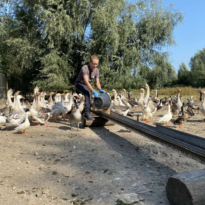 Ein Mann in einem braunen Hemd und blauen Handschuhen ist von Gänsen umgeben und hält einen Eimer in der Nähe eines Troges an einem sonnigen Tag mit Bäumen im Hintergrund.
