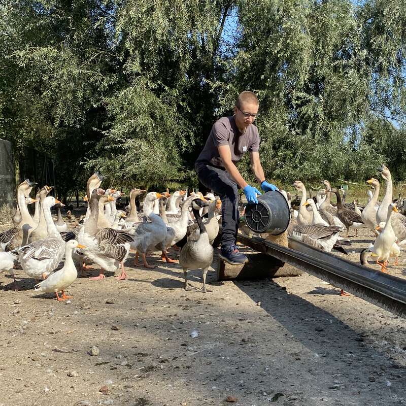 Un homme en chemise brune et gants bleus est entouré d'oies, tenant un seau près d'un abreuvoir par une journée ensoleillée avec des arbres en arrière-plan.