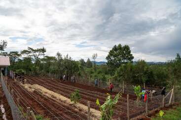 A group of people are working on a fenced farm with neatly arranged rows of soil, surrounded by lush green trees and under a cloudy sky.