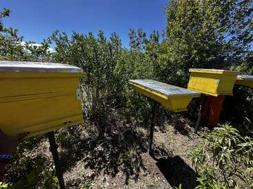 The image shows several yellow beehives standing on metal legs, surrounded by dense green bushes, under a clear blue sky on a sunny day.