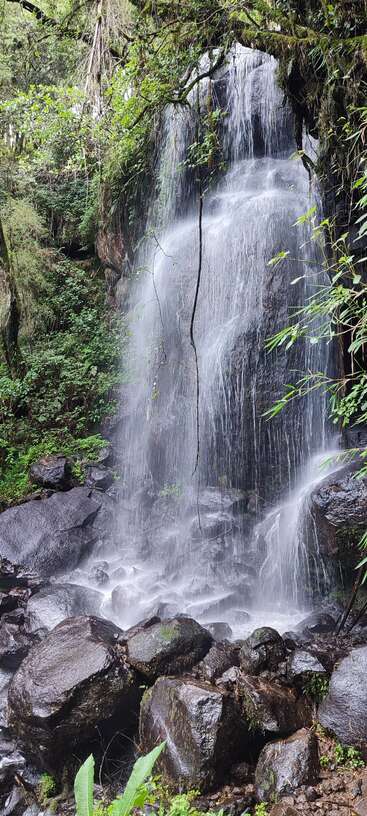 A serene waterfall cascades gently over mossy rocks, surrounded by lush green foliage and vines in a tropical forest, creating a peaceful and refreshing scene.