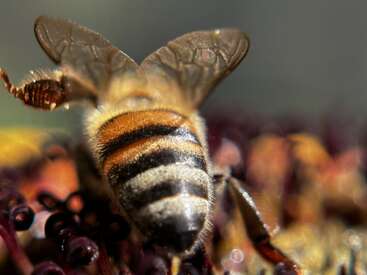 This close-up image captures a bee with transparent wings and fuzzy striped body as it collects nectar or pollen from a colorful, blurred flower.