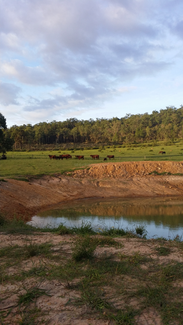 A imagem retrata uma paisagem serena com um pequeno lago, um rebanho de gado pastando à distância e um campo verde exuberante com árvores ao fundo sob um céu nublado.