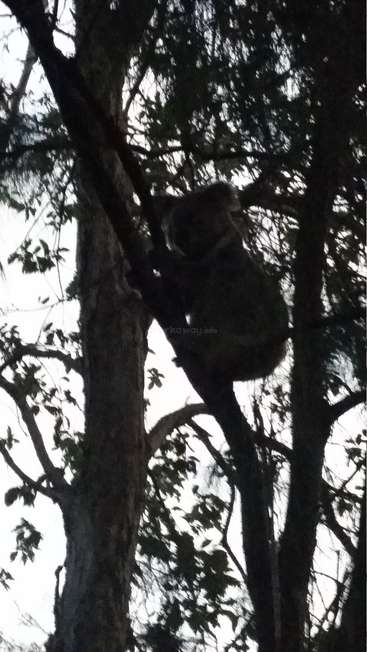 A imagem mostra um coala empoleirado em um galho de árvore, cercado por folhas e galhos, com uma marca d'água sutil com a inscrição \"kaway.info\" no centro.