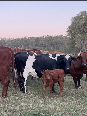 Um rebanho de vacas e bezerros está reunido em um campo gramado ao anoitecer, com árvores e um céu rosa-púrpura ao fundo, criando uma cena pacífica.