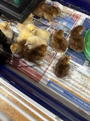 Vários pintinhos fofos, amarelos e marrons, estão reunidos dentro de um recipiente forrado com jornal. Alguns estão comendo ração espalhada, criando uma cena animada.