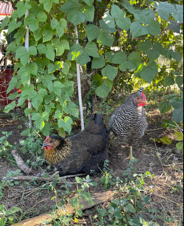 Dos gallinas, una a rayas negras y doradas y otra a rayas blancas y negras, descansan bajo exuberantes enredaderas de judías verdes. La luz del sol se filtra entre las hojas, creando una apacible y rústica escena de jardín.