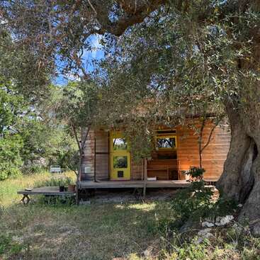 Eine kleine Holzhütte mit einer leuchtend gelben Tür steht im Schatten eines großen Baumes. Um sie herum gibt es Pflanzen, grünes Gras und eine friedliche Naturlandschaft.