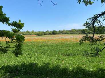 Un champ paisible sous un ciel bleu limpide, parsemé de fleurs sauvages et entouré d'arbres. Les branches encadrent la prairie d'un vert luxuriant, créant une scène sereine.