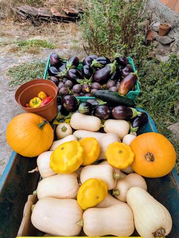 Une récolte vibrante de légumes assortis : aubergines, citrouilles, courges jaunes, courges musquées, poivrons et courgettes, présentés en plein air dans des caisses et des paniers.