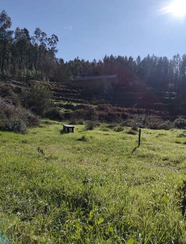 A bright, sunny day over a green grassy field with a bench, surrounded by bushes, trees, a house in the background, and a clear blue sky.
