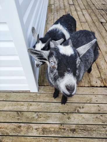 Dos adorables cabras de pelaje blanco y negro están de pie en una terraza de madera junto a una pared blanca, mirando con curiosidad a la cámara con sus ojos brillantes y expresivos.