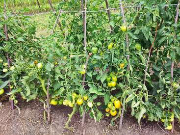 Hileras de plantas de tomate sanas se sostienen con tutores de madera y cordel. De las densas y frondosas enredaderas cuelgan muchos tomates verdes y otros amarillos que están madurando.
