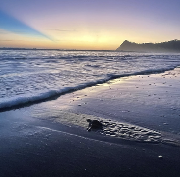A baby sea turtle crawls toward gentle ocean waves at sunset, with the sky painted in beautiful purple and yellow hues, evoking hope and tranquility.