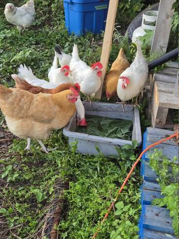 Several chickens, mostly white with some brown, gather around a large plastic container of water in a grassy backyard area with various containers and objects around.