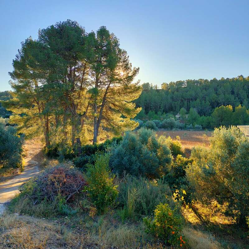 The image depicts a serene landscape featuring a dirt path winding through trees and bushes, with a clear blue sky above, evoking a sense of peacefulness and tranquility.