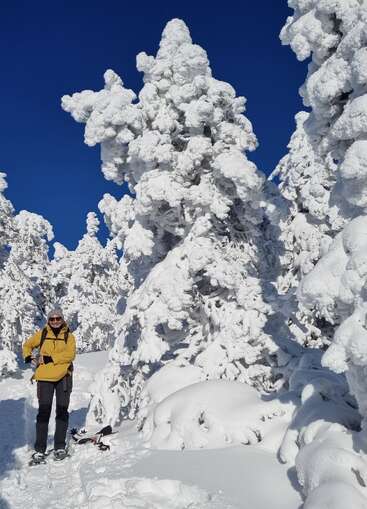 Una persona con una chaqueta amarilla se encuentra de pie en la nieve profunda, entre grandes árboles cubiertos de nieve, bajo un cielo azul claro, disfrutando de un hermoso paisaje invernal.