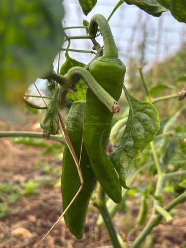 Zwei leuchtend grüne Chilischoten hängen an einer blattreichen Pflanze. Die Stängel und Blätter umgeben die Paprikaschoten mit einem unscharfen natürlichen Hintergrund, der an einen Garten im Freien erinnert.