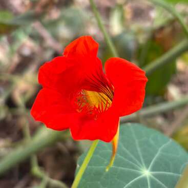 Eine leuchtend rote Kapuzinerkresse blüht vor einem unscharfen Naturhintergrund und zeigt zarte Blütenblätter, eine leuchtend gelbe Mitte und ein rundes grünes Blatt in der Nähe.