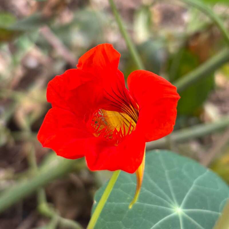 Eine leuchtend rote Kapuzinerkresse blüht vor einem unscharfen Naturhintergrund und zeigt zarte Blütenblätter, eine leuchtend gelbe Mitte und ein rundes grünes Blatt in der Nähe.