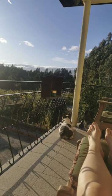 Ein entspannter Morgen auf einem sonnendurchfluteten Balkon, zwei Hunde, die faulenzen, die nackten Beine einer Person, die ausgestreckt sind, wunderschöne Natur, üppige Bäume, blauer Himmel, friedliche Atmosphäre, ein Ort der Ruhe.