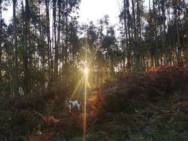 Sonnenlicht fällt durch die hohen, dichten Bäume eines ruhigen Waldes und beleuchtet Farne und Unterholz. Ein kleiner weiß-brauner Hund streift leise zwischen den Herbstblättern umher.
