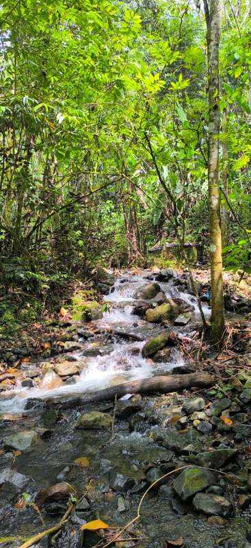 The image depicts a serene forest scene, featuring a small stream flowing through rocks and fallen trees, surrounded by lush greenery and vibrant foliage.