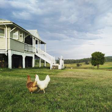 A imagem retrata uma cena rural serena com duas galinhas em um campo gramado, com uma casa e uma escada ao fundo, em um céu nublado.