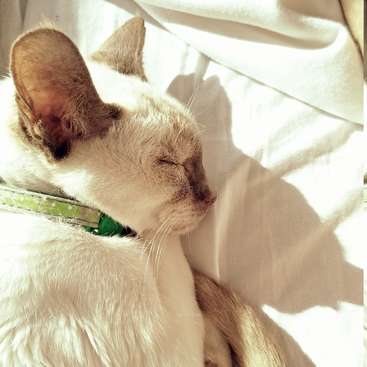 A imagem mostra uma cena serena de um gato branco com orelhas e nariz marrons, adornado com uma coleira verde, reclinado em um lençol branco, tomando sol.