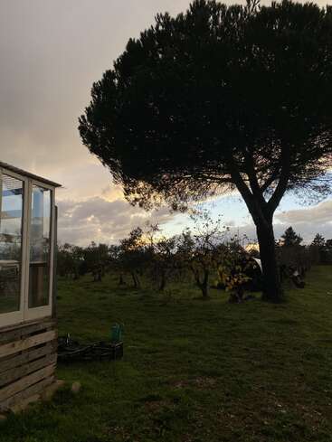 Ein großer Baum dominiert einen grasbewachsenen Hof bei Sonnenuntergang. Ein Holzschuppen auf der linken Seite. Wolken mit orangefarbenen und blauen Schattierungen. Eine ruhige, friedliche und natürliche Umgebung.