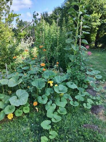 Un exuberante jardín con grandes hojas verdes, flores amarillas y naranjas, altos girasoles y densa vegetación. Al fondo se ve una estructura rústica.