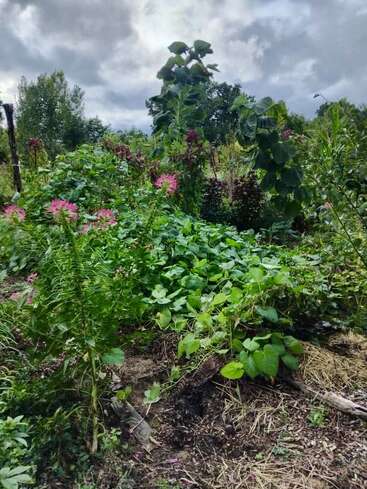 Un exuberante jardín con girasoles altos, varias plantas frondosas y flores rosas bajo un cielo nublado. La escena parece vibrante y salvaje, llena de verdor.