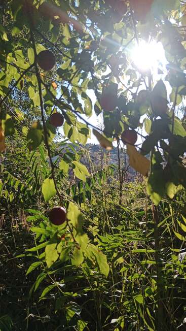 La lumière du soleil traverse des branches feuillues portant de petits fruits rouges et ronds. Le feuillage vert luxuriant remplit le premier plan, tandis qu'une colline lointaine et le ciel bleu illuminent l'arrière-plan.