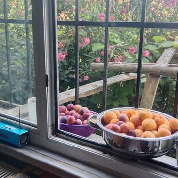 Par une fenêtre ouverte, des bols de prunes et d'abricots frais reposent sur l'appui de fenêtre. Des fleurs roses s'épanouissent à l'extérieur. Une petite radio bleue est posée à proximité.