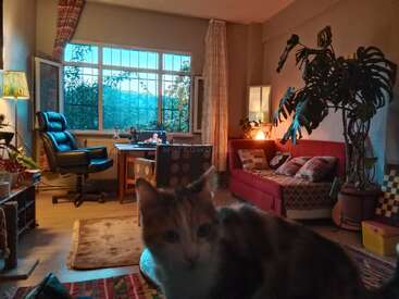 A cozy room with warm lighting features a cat in the foreground, a red couch, a work desk, houseplants, and large windows revealing a leafy view.