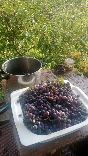 A large white tray filled with freshly harvested grapes sits on a rustic wooden table outdoors. A metal pot and jars are nearby. Lush greenery surrounds.