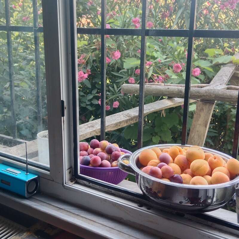 Par une fenêtre ouverte, des bols de prunes et d'abricots frais reposent sur l'appui de fenêtre. Des fleurs roses s'épanouissent à l'extérieur. Une petite radio bleue est posée à proximité.