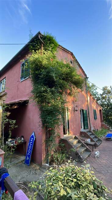 A charming pink house with green shutters, lush climbing plants, patio steps, sunlit brick courtyard, scattered furniture, and a small white dog, under clear blue sky.