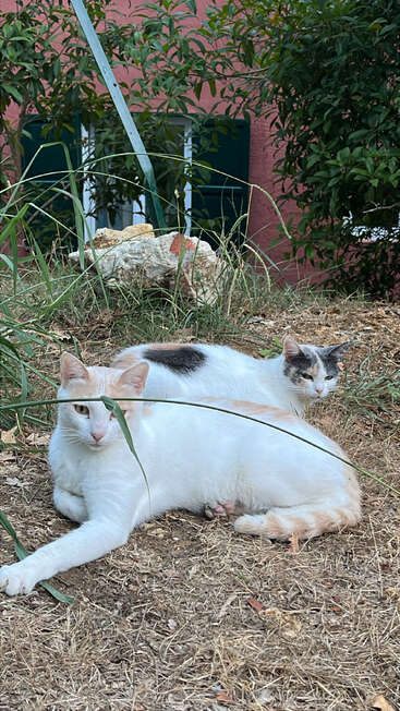 Two white cats relax on dry grass outside. One cat is in the foreground, the other behind. Green plants and a red building are in the background.