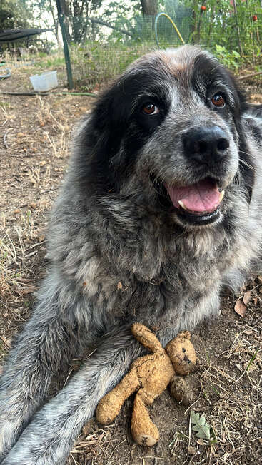 A fluffy, happy dog lies on the ground outdoors, smiling with its mouth open, paws gently holding an old, worn-out teddy bear toy on the dirt.