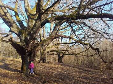 Un enfant vêtu d'une veste rose se tient près d'un immense arbre dépouillé de ses feuilles, aux branches étendues, dans une forêt automnale baignée de soleil. La scène dégage une impression de paix et de grandeur.