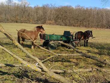 Dois cavalos estão atrelados a uma carroça de madeira verde em um campo gramado, rodeados por galhos caídos, tendo como pano de fundo árvores sem folhas e um céu azul.