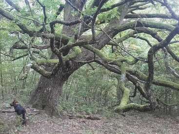 Uma árvore enorme e antiga, com galhos grossos e retorcidos cobertos de musgo, ergue-se no meio de uma floresta densa. Um cachorro preto anda por ali, perto das raízes gigantescas da árvore.