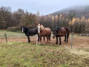 Tres caballos pastan en un prado vallado en un día brumoso. Detrás de ellos se ven árboles desnudos de otoño, y una colina se eleva hacia el cielo nublado.